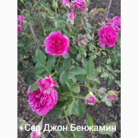 Розы штамбовые в ассортименте, высылаем по Украине