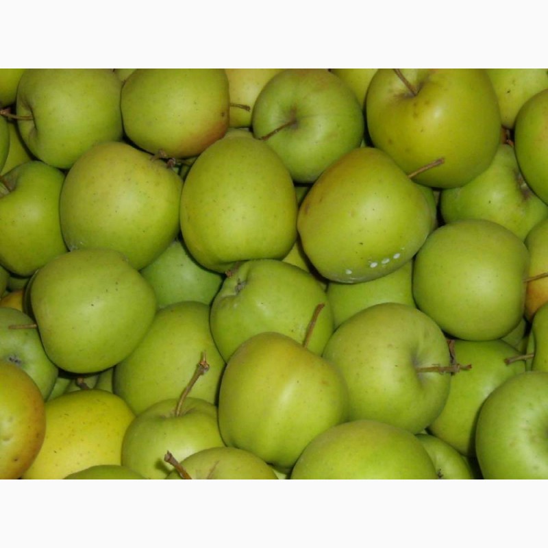 Фото 4. Продам яблоки