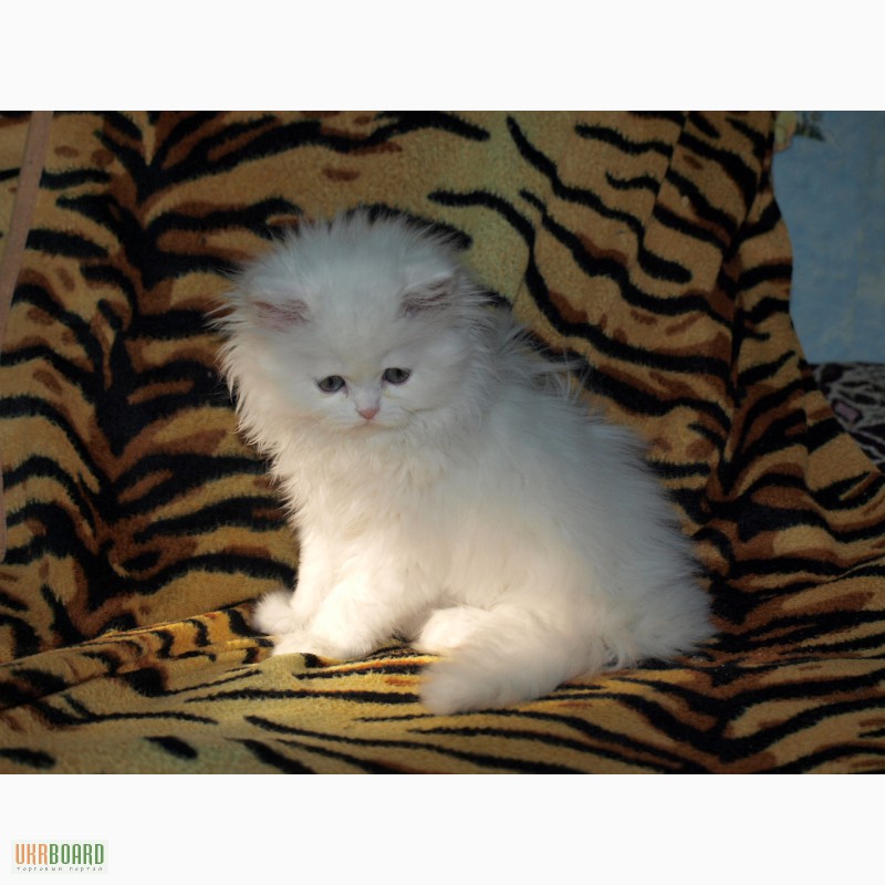 Фото 1/2. Белый персидский котик