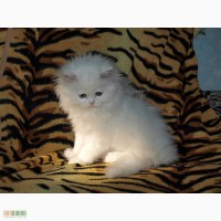 Белый персидский котик