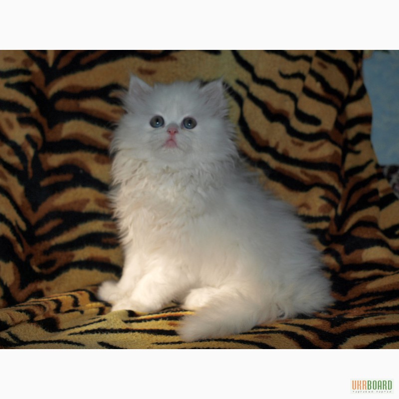 Фото 2/2. Белый персидский котик