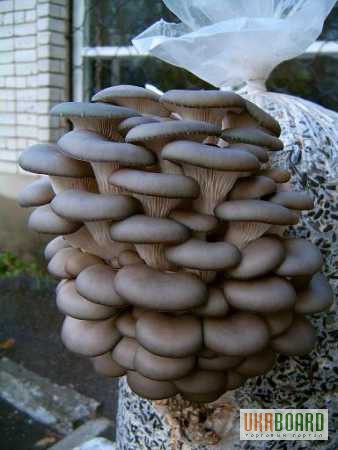 Фото 2. Продам мицелий грибов и грибные блоки