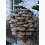 Продам мицелий грибов и грибные блоки