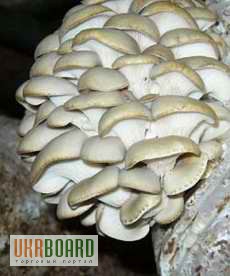 Фото 4. Продам мицелий грибов и грибные блоки