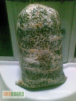 Фото 5. Продам мицелий грибов и грибные блоки