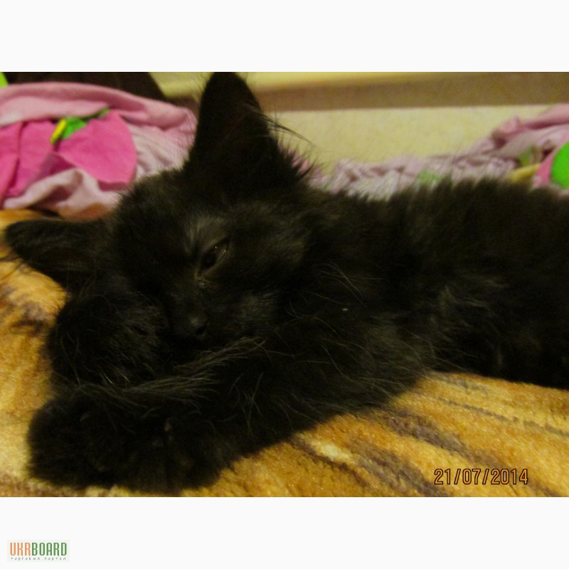Фото 3. Ангорский котенок, девочка, 2 месяца