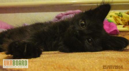 Фото 5. Ангорский котенок, девочка, 2 месяца