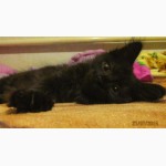 Ангорский котенок, девочка, 2 месяца