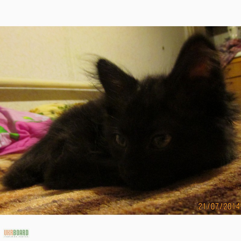Фото 6. Ангорский котенок, девочка, 2 месяца