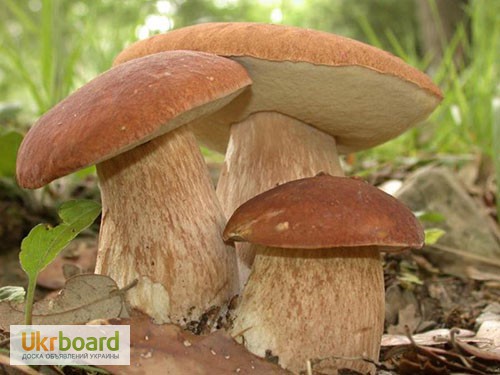 Фото 10. Грибница белых грибов - высылаю мицелий грибов Новой Почтой. Всхожесть супер