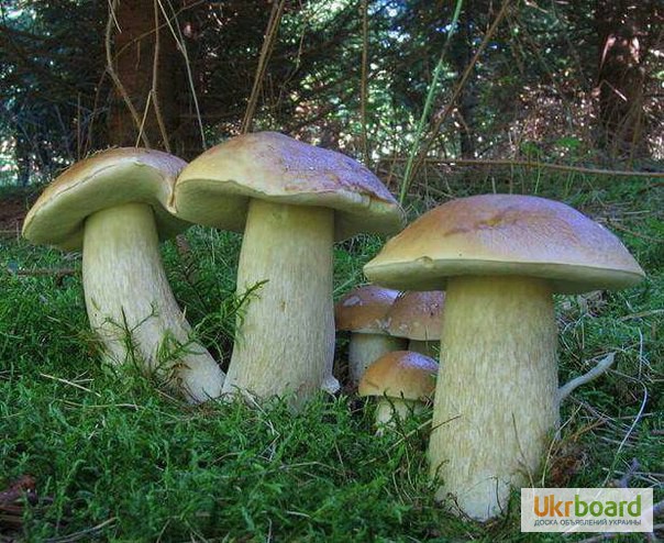 Фото 11. Грибница белых грибов - высылаю мицелий грибов Новой Почтой. Всхожесть супер