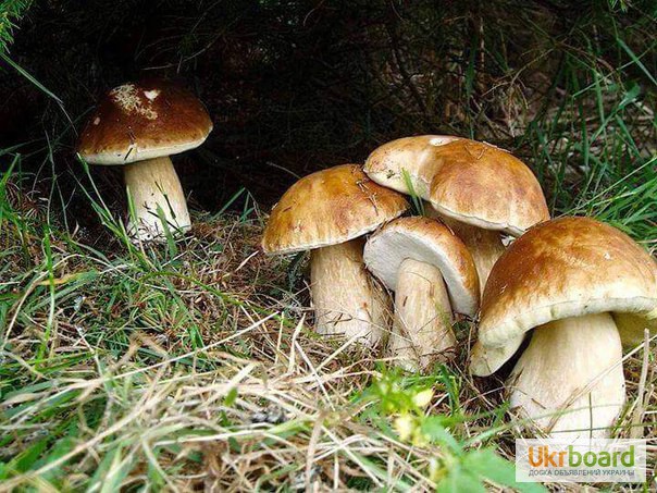Фото 12. Грибница белых грибов - высылаю мицелий грибов Новой Почтой. Всхожесть супер