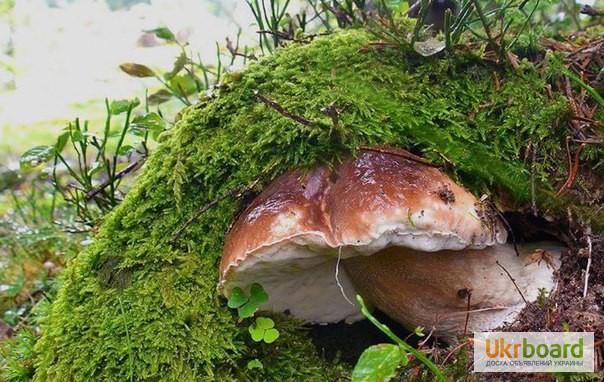 Фото 14. Грибница белых грибов - высылаю мицелий грибов Новой Почтой. Всхожесть супер