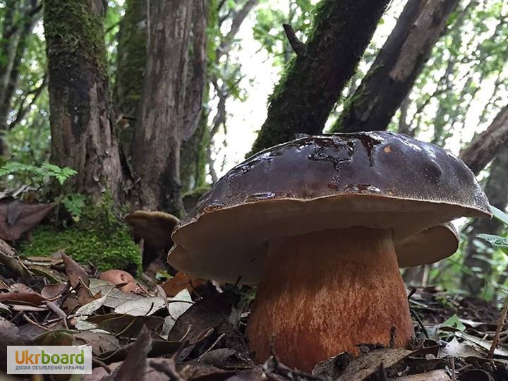 Фото 15. Грибница белых грибов - высылаю мицелий грибов Новой Почтой. Всхожесть супер