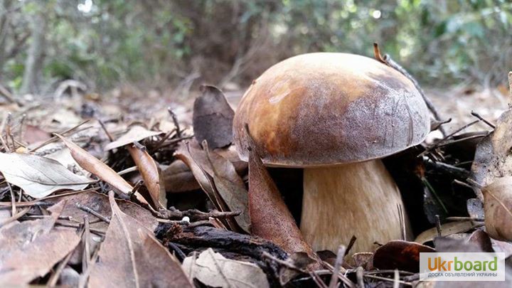 Фото 16. Грибница белых грибов - высылаю мицелий грибов Новой Почтой. Всхожесть супер