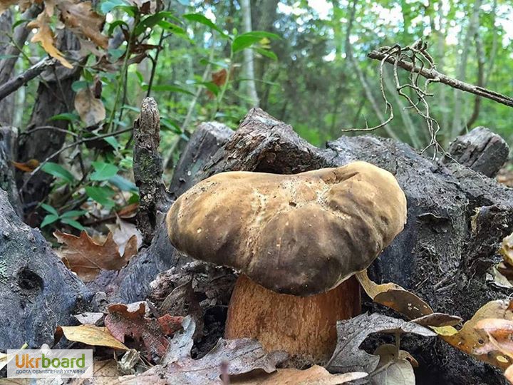 Фото 17. Грибница белых грибов - высылаю мицелий грибов Новой Почтой. Всхожесть супер