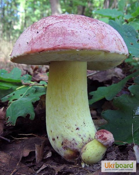 Фото 18. Грибница белых грибов - высылаю мицелий грибов Новой Почтой. Всхожесть супер