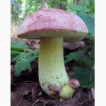 Грибница белых грибов - высылаю мицелий грибов Новой Почтой. Всхожесть супер