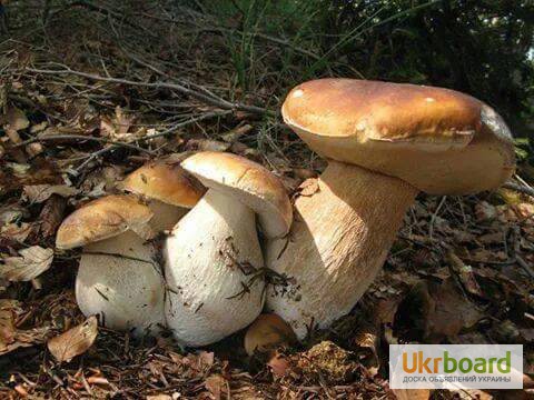 Фото 2. Грибница белых грибов - высылаю мицелий грибов Новой Почтой. Всхожесть супер