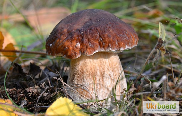 Фото 3. Грибница белых грибов - высылаю мицелий грибов Новой Почтой. Всхожесть супер