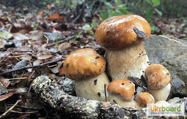 Фото 4. Грибница белых грибов - высылаю мицелий грибов Новой Почтой. Всхожесть супер