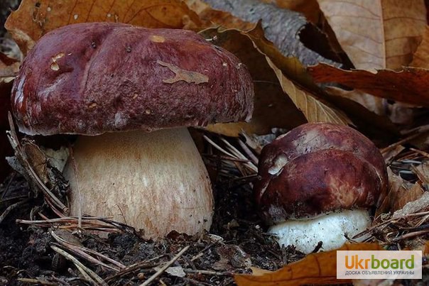 Фото 7. Грибница белых грибов - высылаю мицелий грибов Новой Почтой. Всхожесть супер