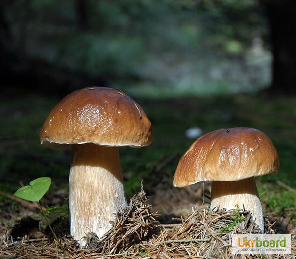 Фото 8. Грибница белых грибов - высылаю мицелий грибов Новой Почтой. Всхожесть супер