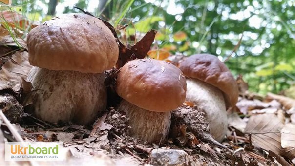 Фото 9. Грибница белых грибов - высылаю мицелий грибов Новой Почтой. Всхожесть супер