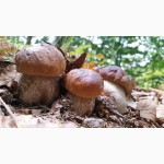 Грибница белых грибов - высылаю мицелий грибов Новой Почтой. Всхожесть супер