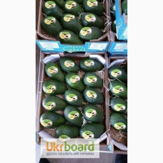 Продаем авокадо из Испании