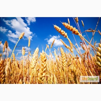 Куплю пшеницу, ячмень, кукурузу, овес по Луганской и Донецкой области