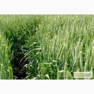 Канадские семена пшеници Тэсла, Омаха, Тазос, Арвада - 1реп. (двуручки)