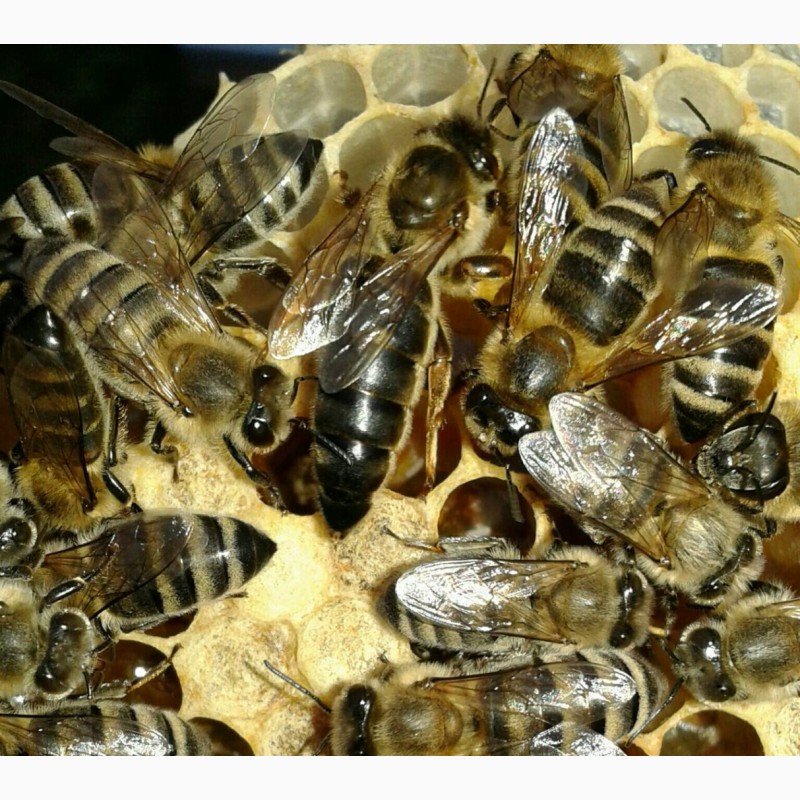 Фото 3. Продам плідні Бджолині матки карпатської породи