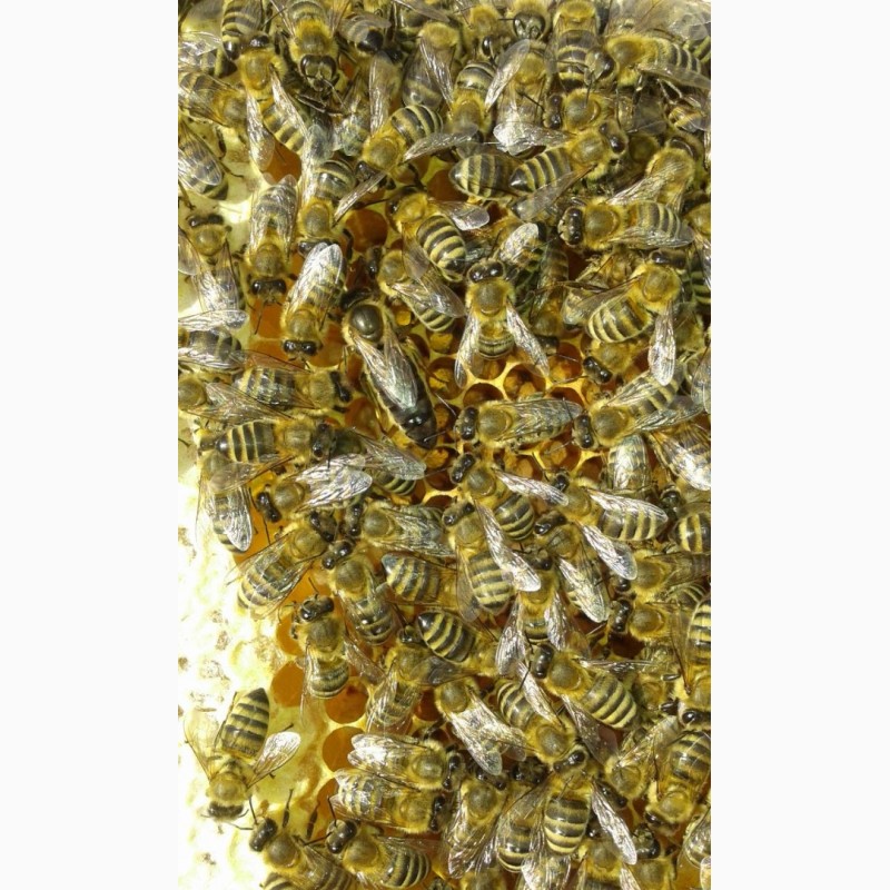Фото 4. Продам плідні Бджолині матки карпатської породи