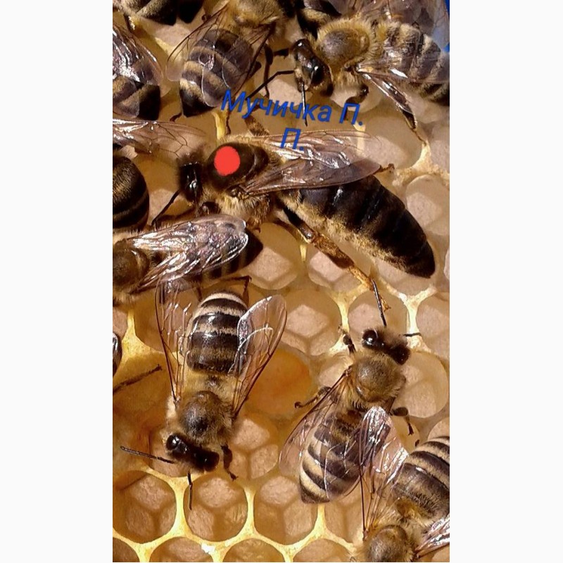 Фото 2. Продам плідні Бджолині матки карпатської породи