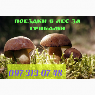 Поездки в Чигирин за грибами
