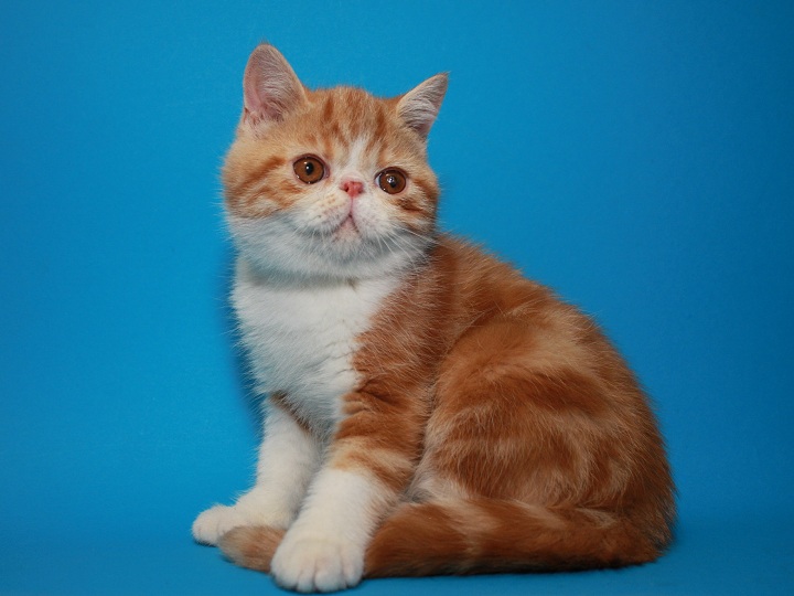 Красивый Мраморный (красный) котёнок-котик экзотик
