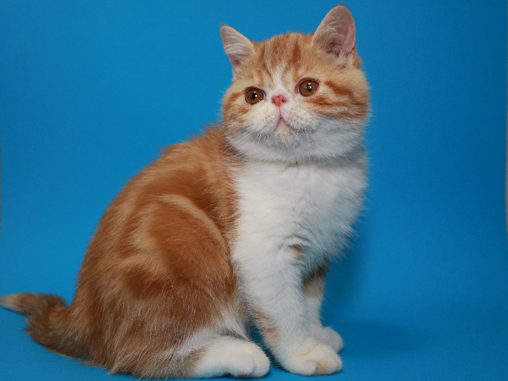 Фото 2. Красивый Мраморный (красный) котёнок-котик экзотик