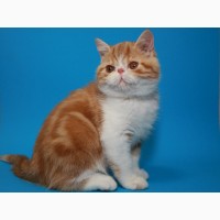 Красивый Мраморный (красный) котёнок-котик экзотик