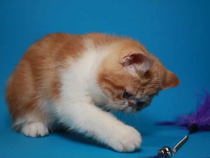 Фото 3/3. Красивый Мраморный (красный) котёнок-котик экзотик