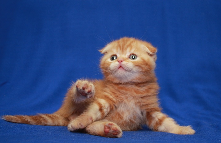 Фото 1/3. Шотландский котенок. Домашний питомник. Котята