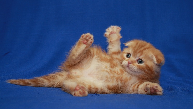 Фото 2. Шотландский котенок. Домашний питомник. Котята