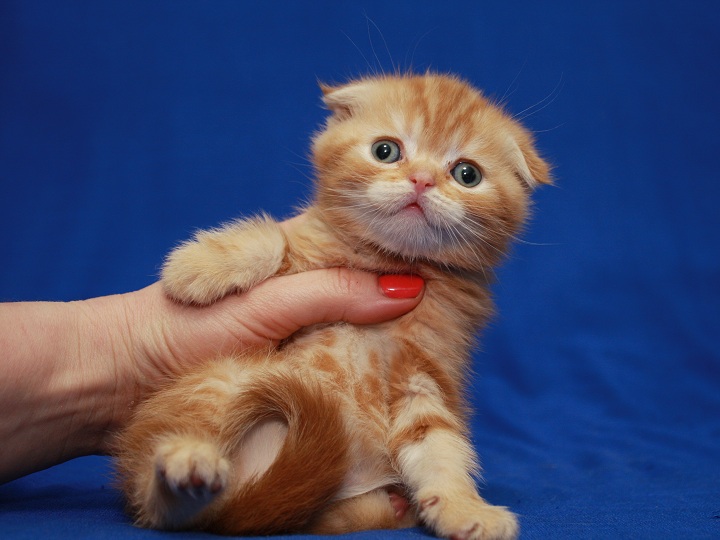 Фото 3. Шотландский котенок. Домашний питомник. Котята