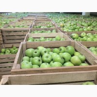 Продам яблоки разные сорта, холодильное хранение, газированное, смарт-фрэш (Экспорт)