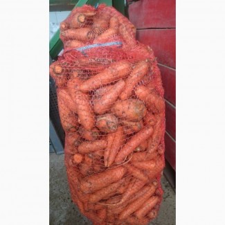 Продам товарну моркву оптом, Львівська область