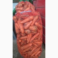 Продам товарную морковь оптом, Львовская область