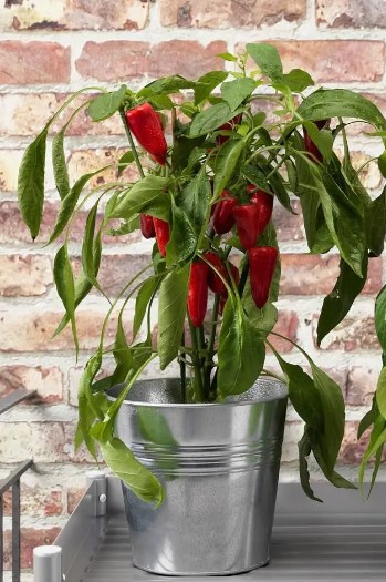Фото 1/9. CAPSICUM ANNUUM Кімнатна рослина, гострий перець вічно цвітучий Прикрасьте свій інтер#039;єр