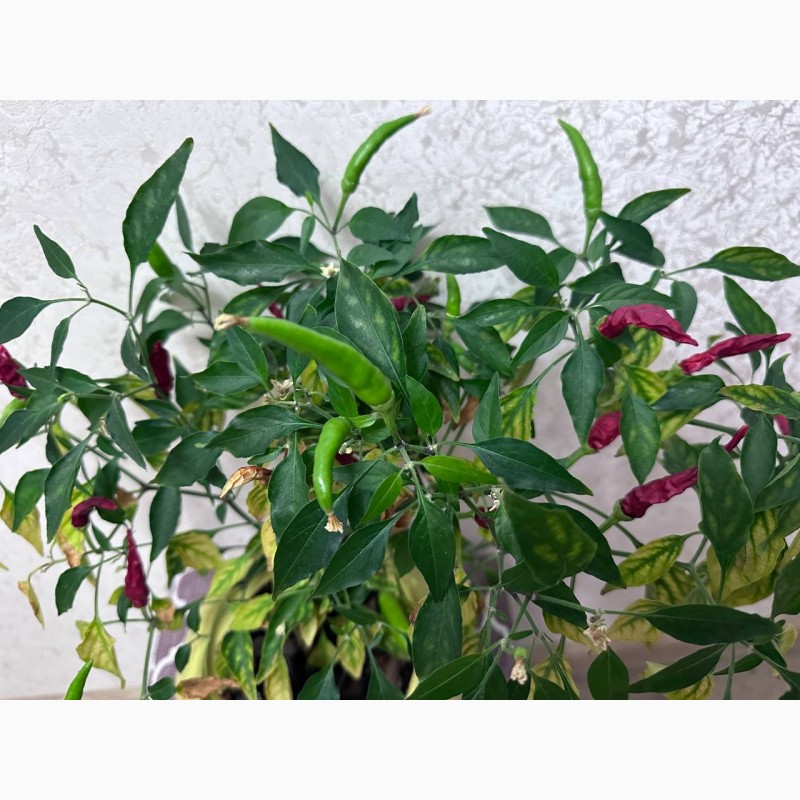Фото 2/9. CAPSICUM ANNUUM Кімнатна рослина, гострий перець вічно цвітучий Прикрасьте свій інтер#039;єр
