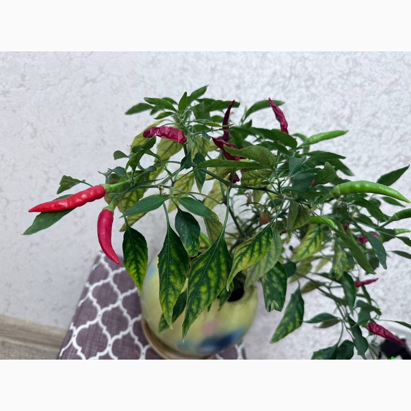 Фото 5. CAPSICUM ANNUUM Кімнатна рослина, гострий перець вічно цвітучий Прикрасьте свій інтер#039;єр