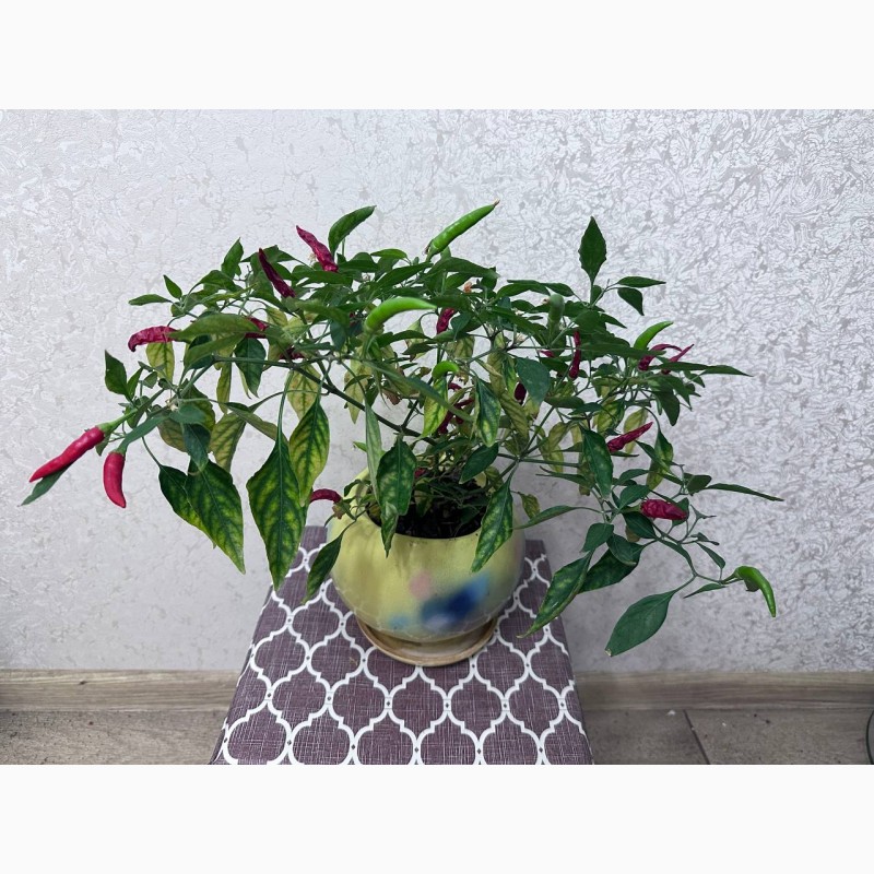 Фото 9. CAPSICUM ANNUUM Кімнатна рослина, гострий перець вічно цвітучий Прикрасьте свій інтер#039;єр